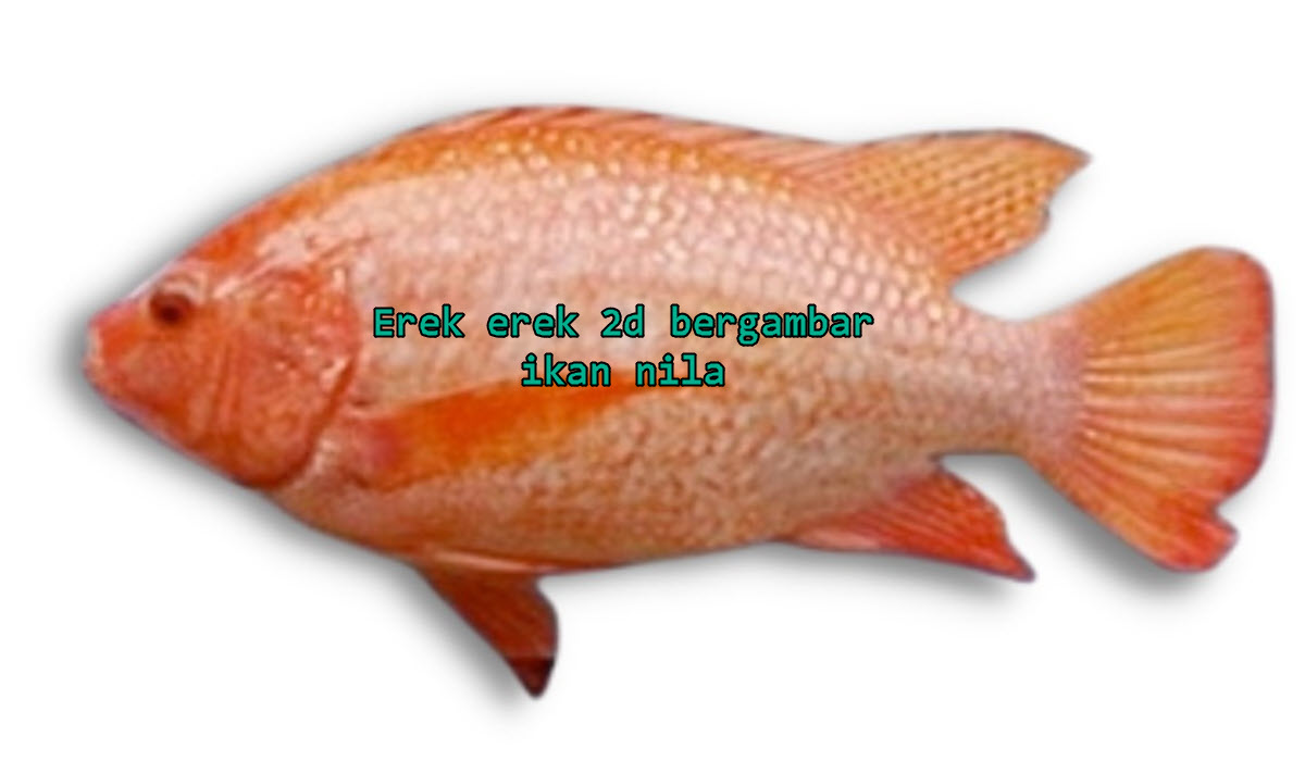 erek-erek-2d-bergambar-ikan-nila