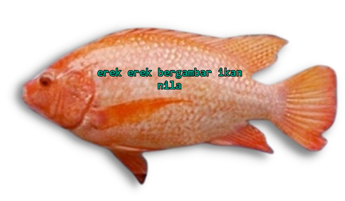 erek-erek-bergambar-ikan-nila