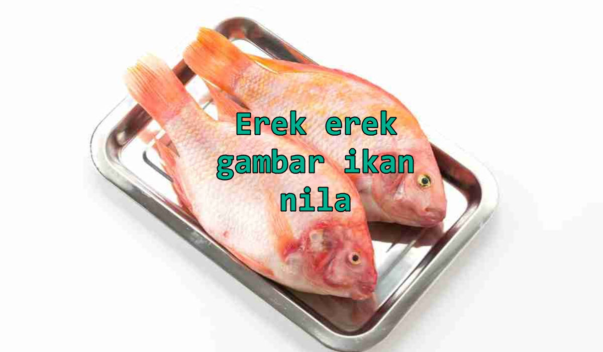 erek-erek-gambar-ikan-nila