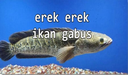 erek erek ikan gabus togel