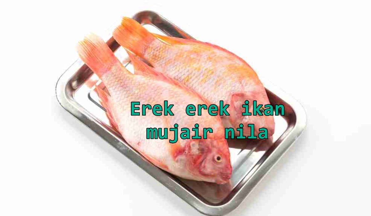 erek-erek-ikan-mujair-nila