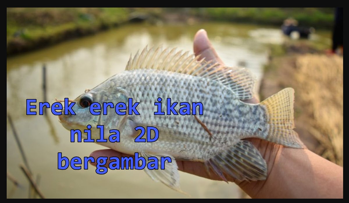 erek-erek-ikan-nila-2d-bergambar