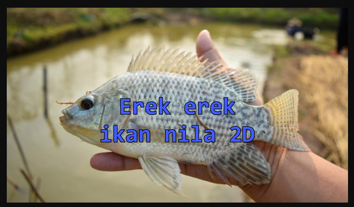 erek-erek-ikan-nila-2d