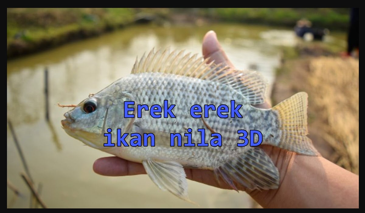 erek-erek-ikan-nila-3d