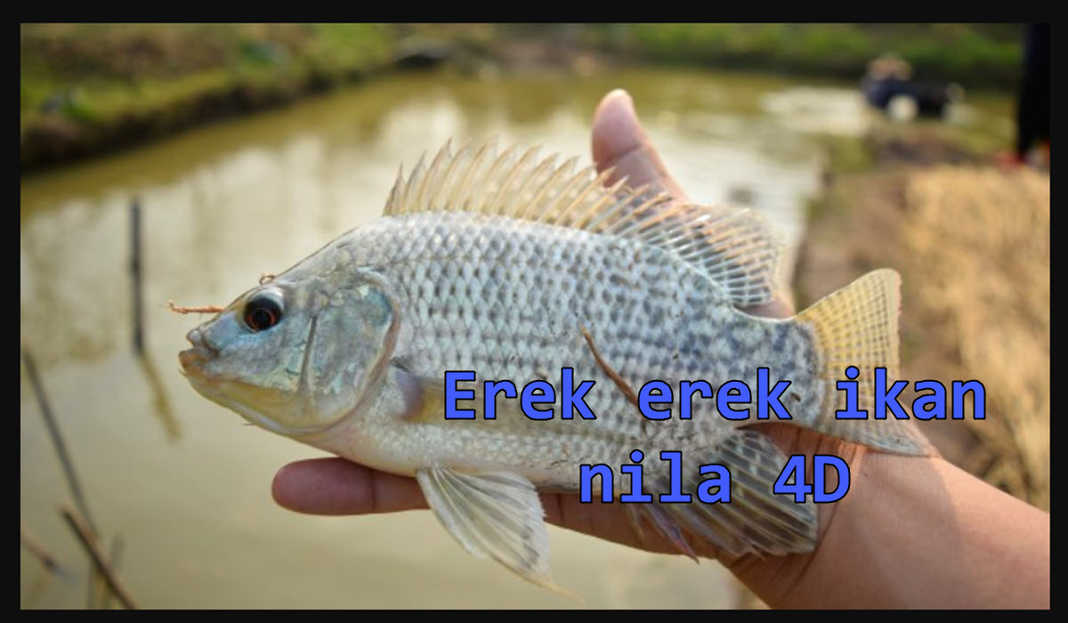 erek-erek-ikan-nila-4d