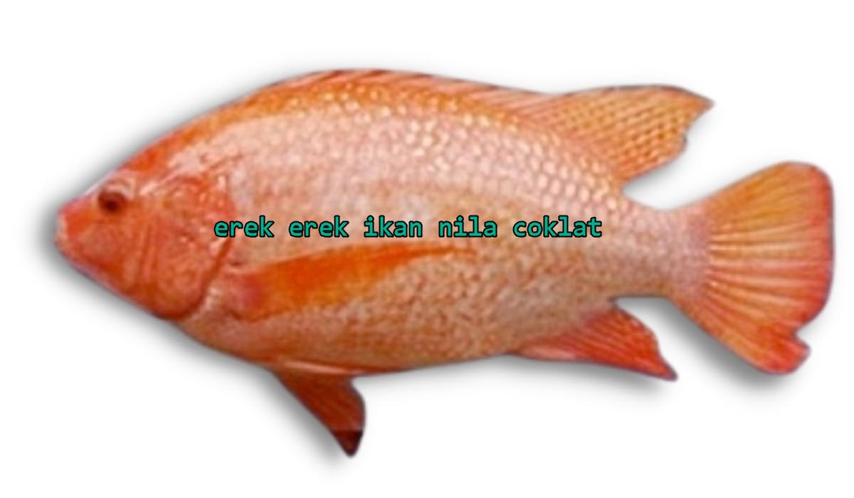 erek-erek-ikan-nila-coklat