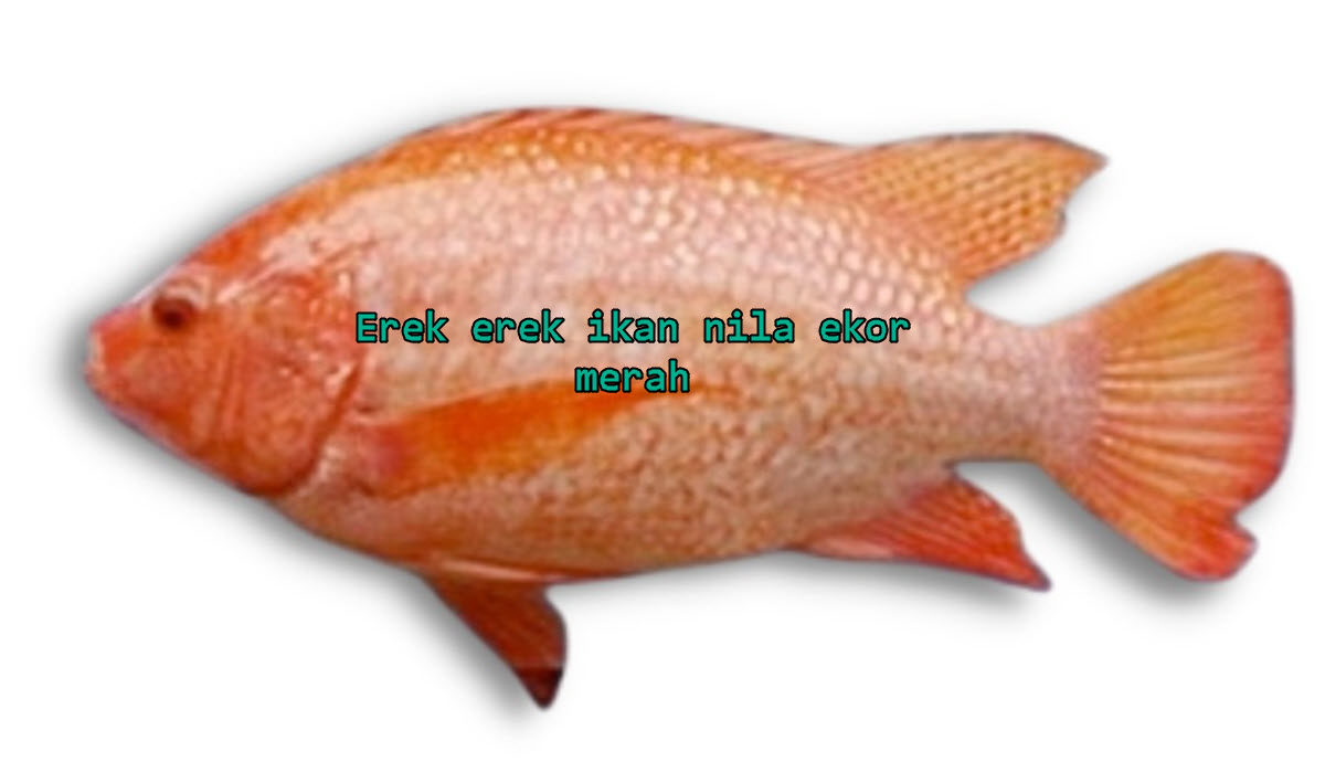 erek-erek-ikan-nila-ekor-merah