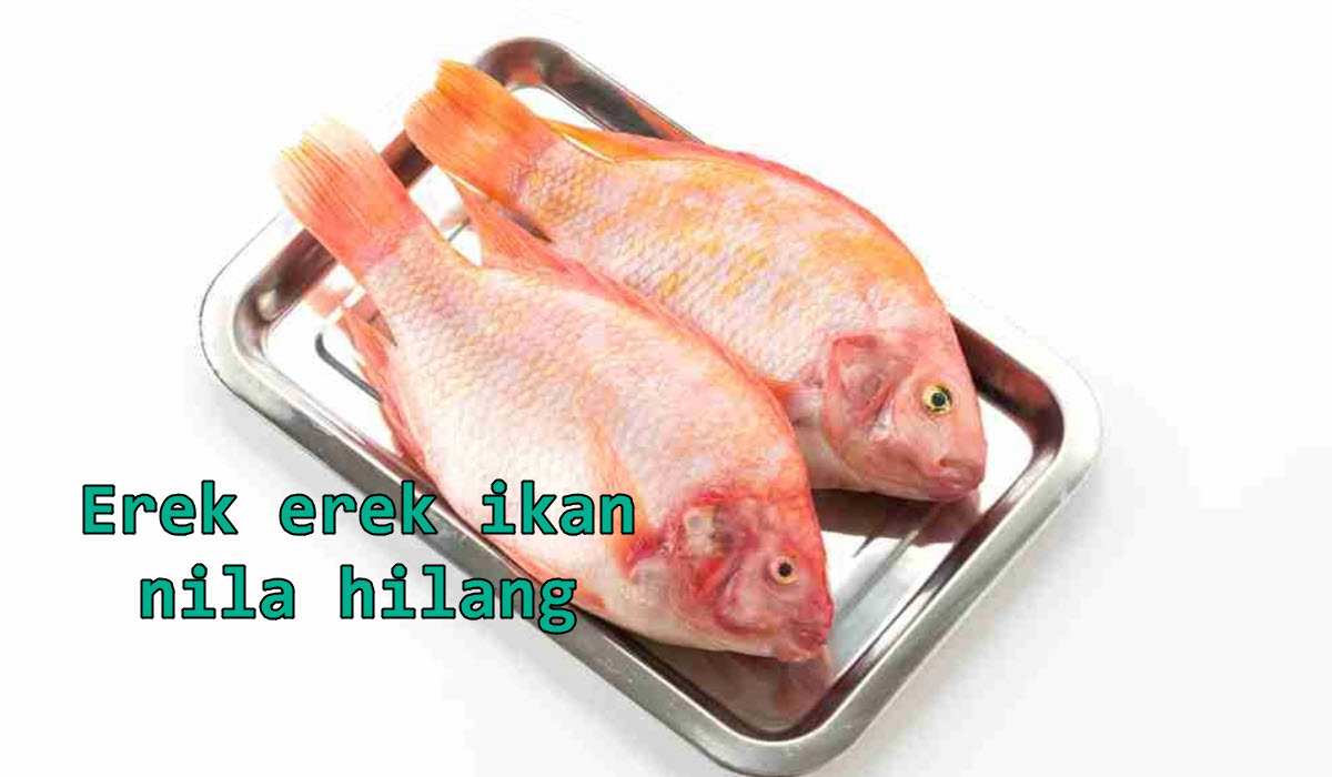 erek-erek-ikan-nila-hilang
