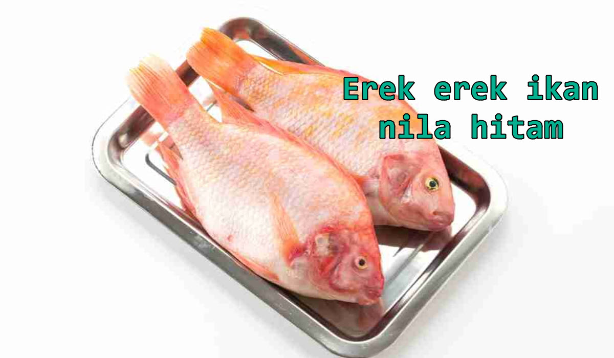 erek-erek-ikan-nila-hitam
