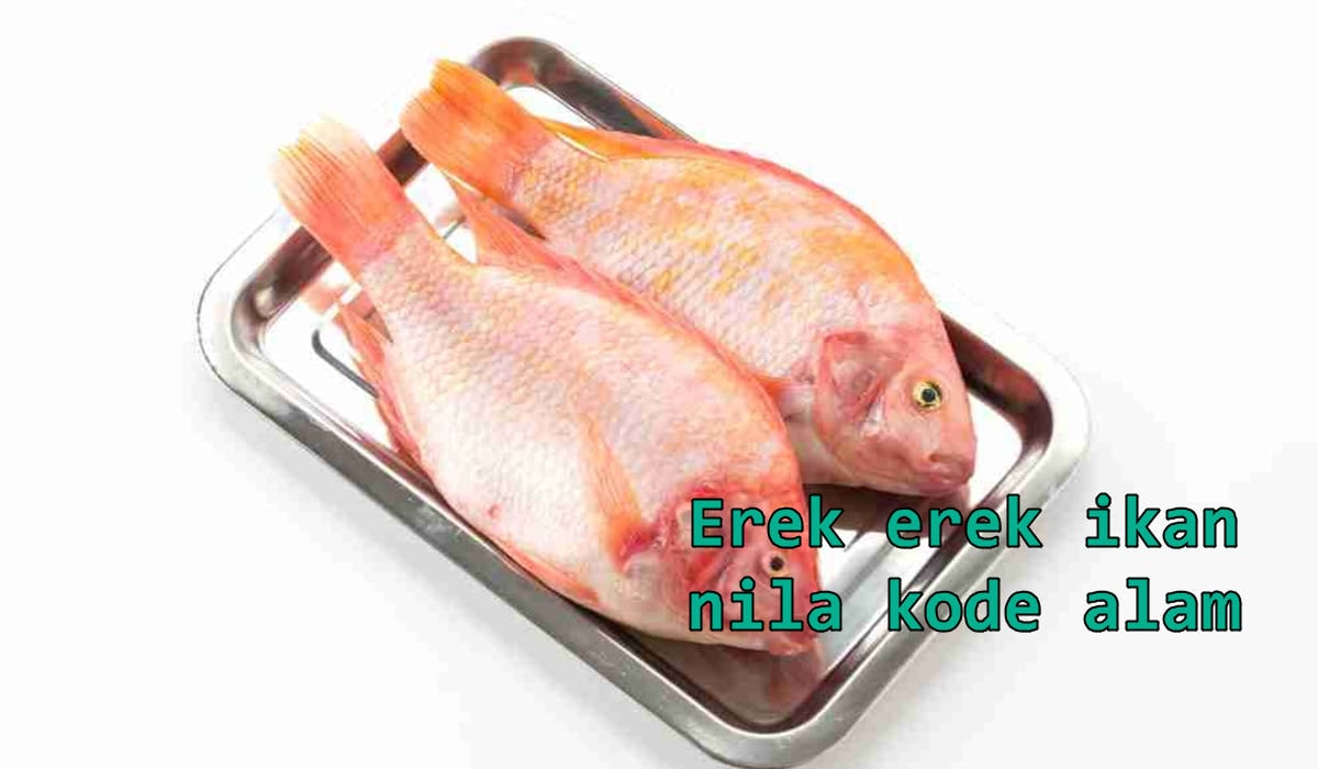 erek-erek-ikan-nila-kode-alam