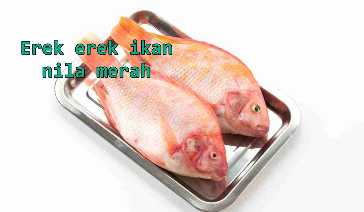 erek-erek-ikan-nila-merah