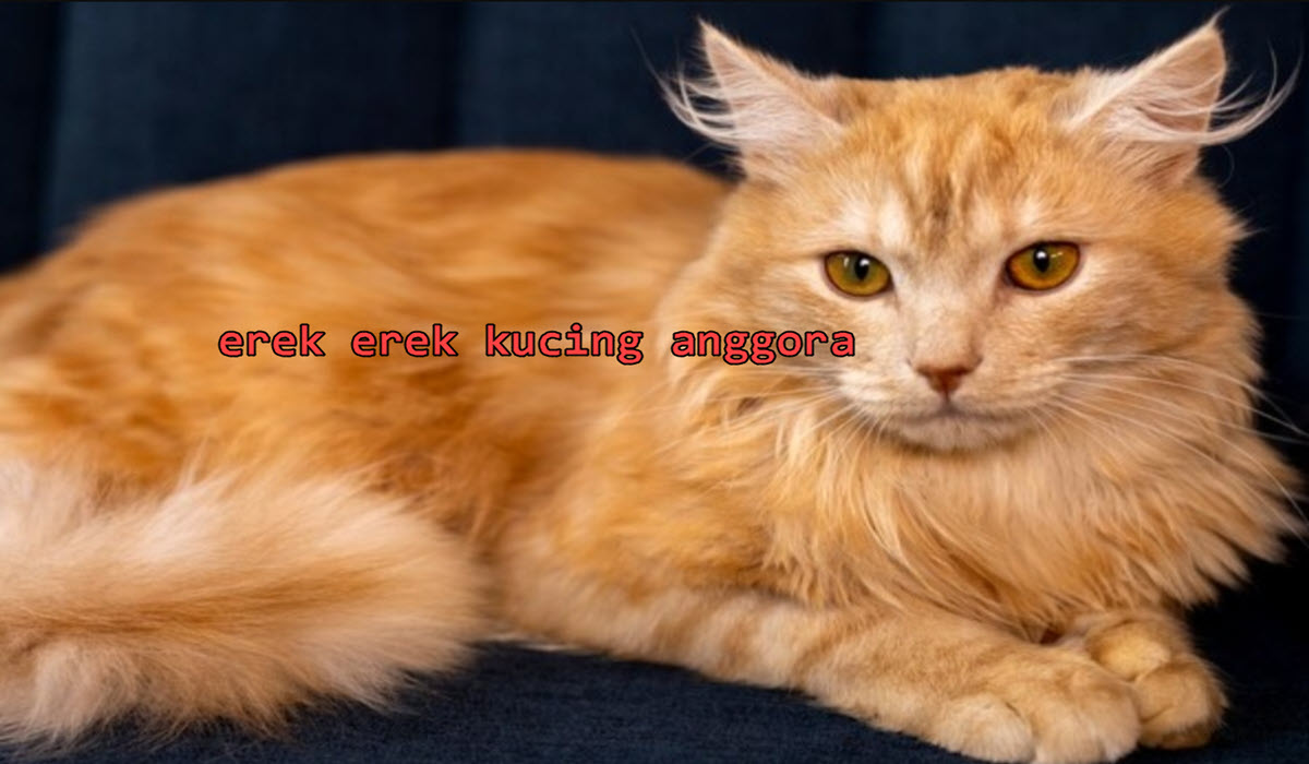 erek-erek-kucing-anggora