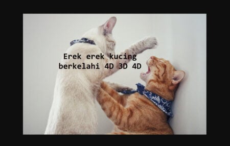 erek erek kucing berkelahi 4D