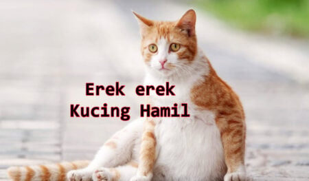 erek erek kucing hamil