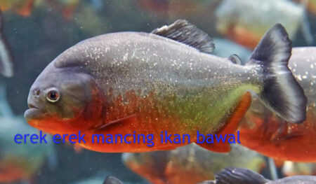 erek erek mancing ikan bawal