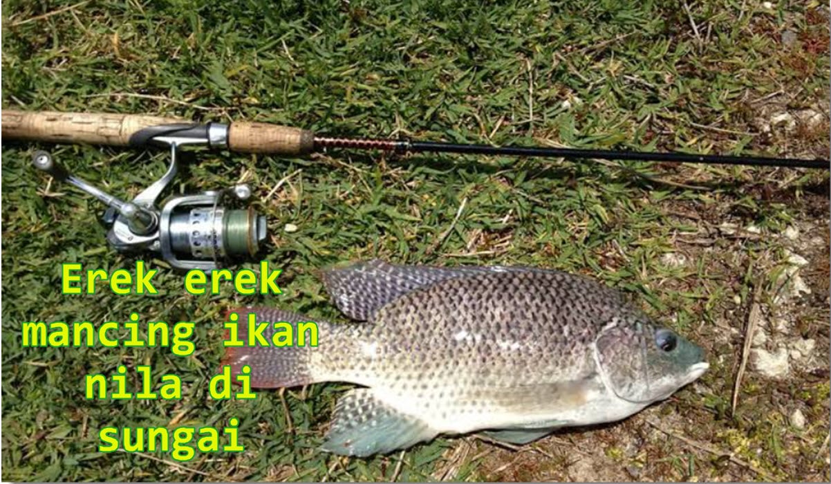 erek-erek-mancing-ikan-nila-di-sungai