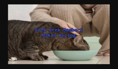 erek erek memberi makan kucing