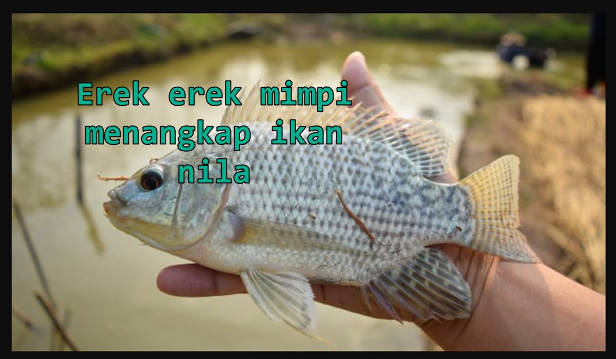erek-erek-mimpi-menangkap-ikan-nila