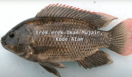 erek erek nomor ikan mujair