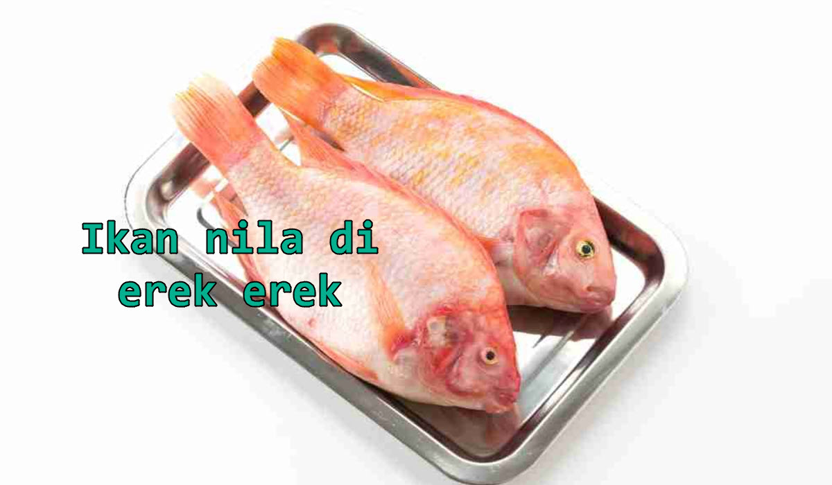 ikan-nila-di-erek-erek