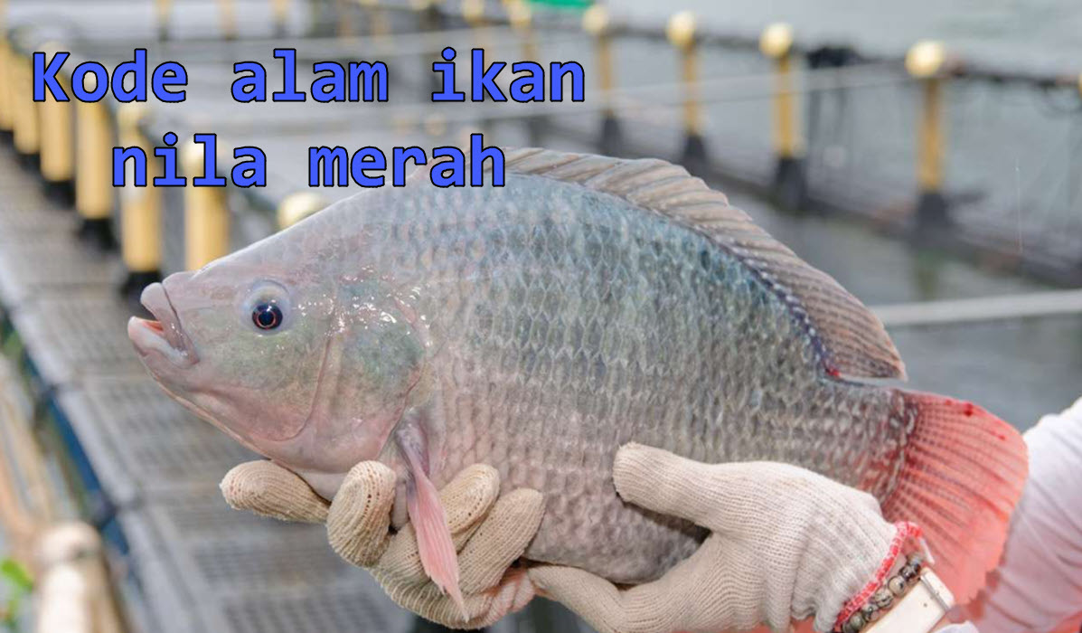kode-alam-ikan-nila-merah