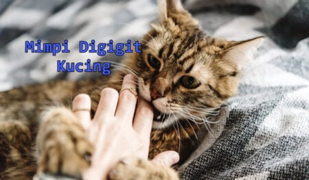 mimpi digigit kucing