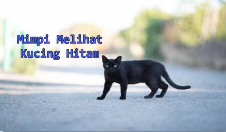 mimpi melihat kucing hitam