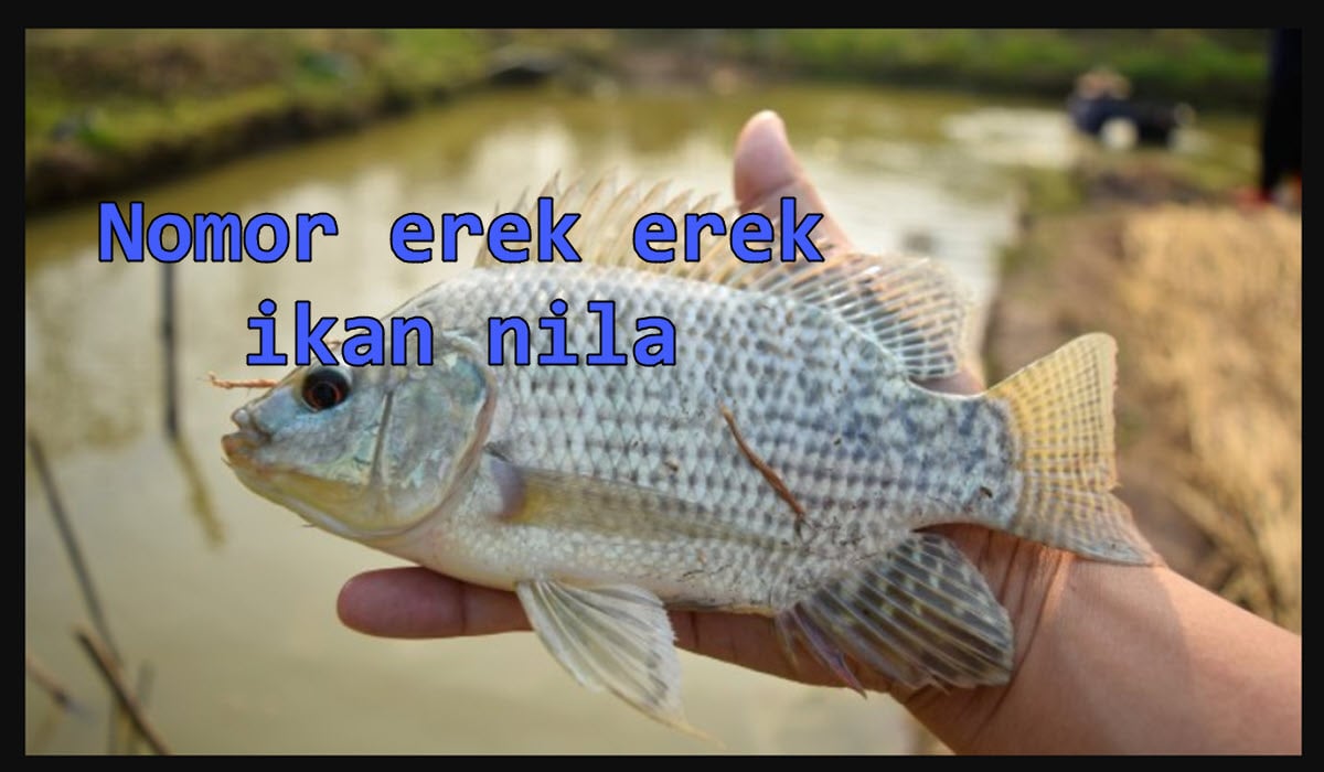 nomor-erek-erek-ikan-nila