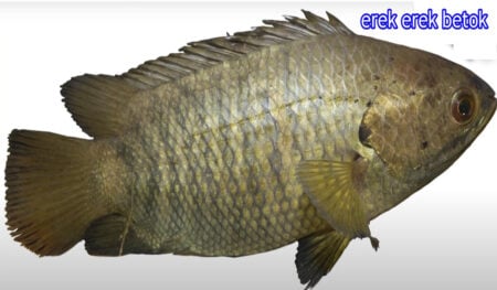 erek erek betok