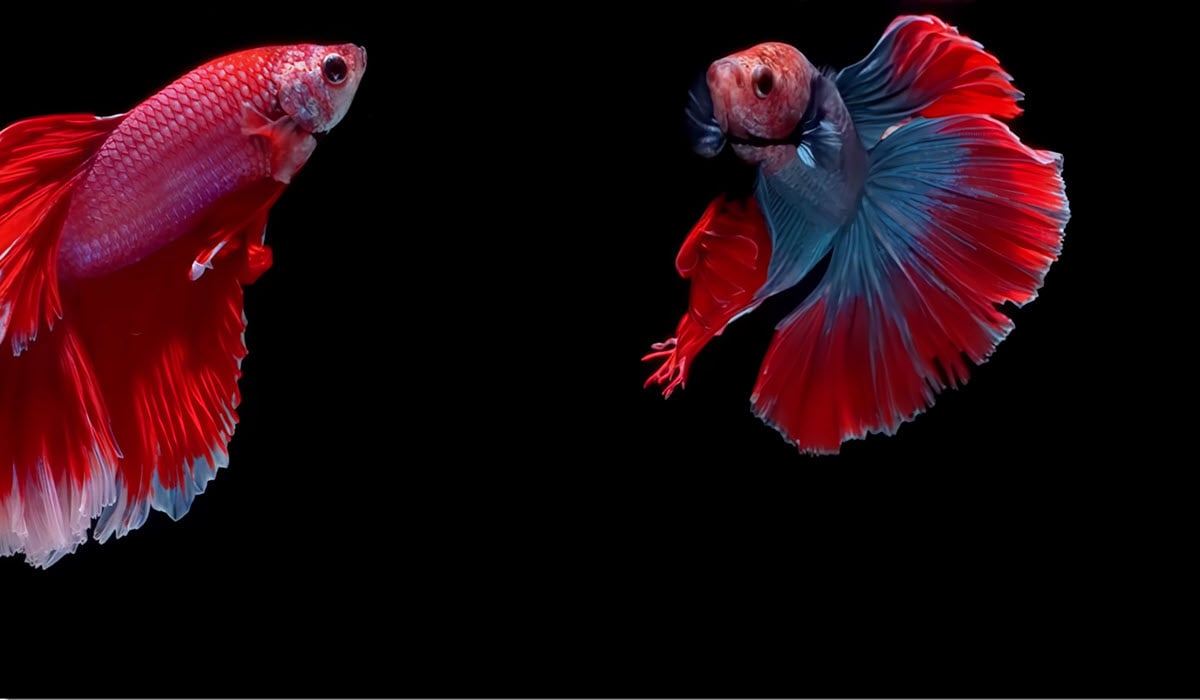 erek erek ikan cupang