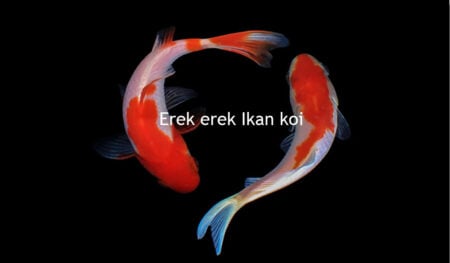 erek erek ikan koi
