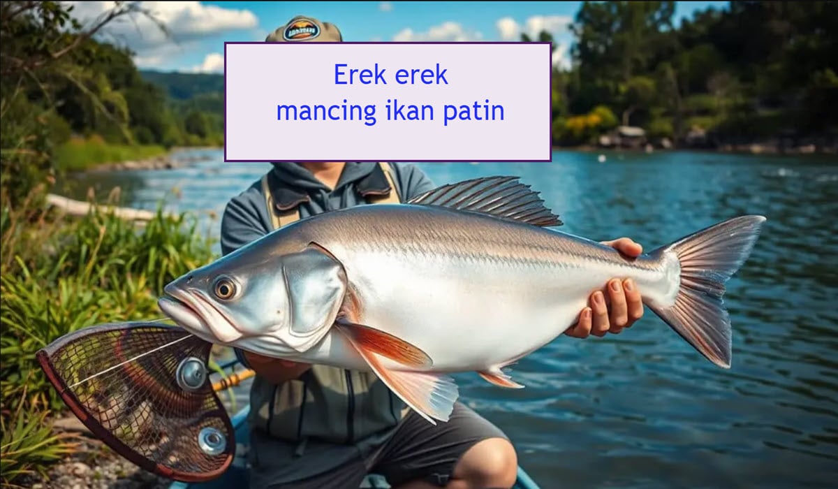 erek erek mancing ikan patin