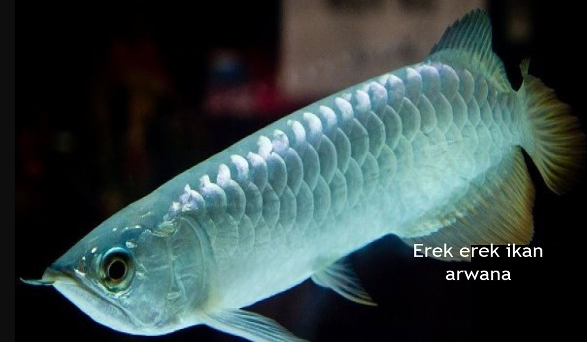 erek erek ikan arwana