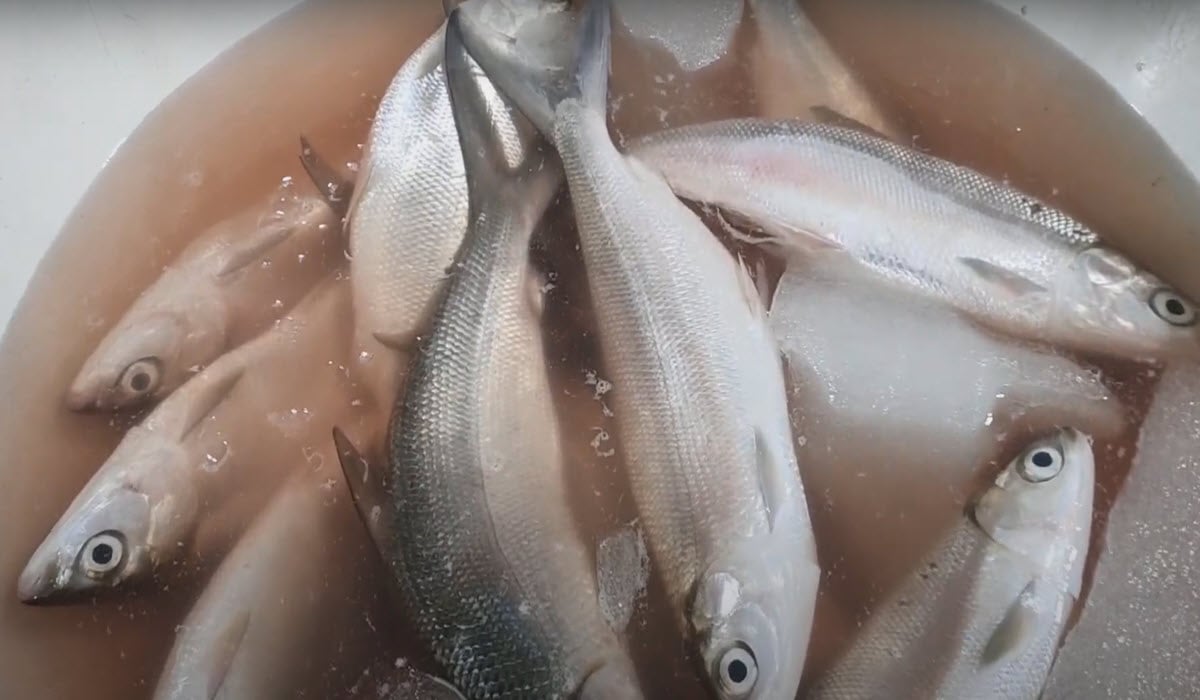 erek erek ikan bandeng kode alam 2d 3d 4d