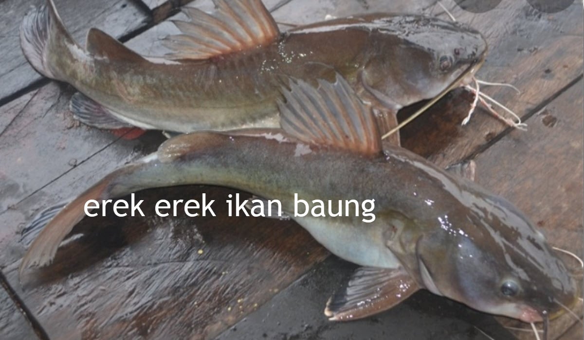 erek erek ikan baung