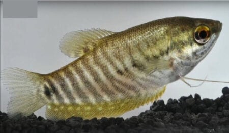 erek erek ikan sepat