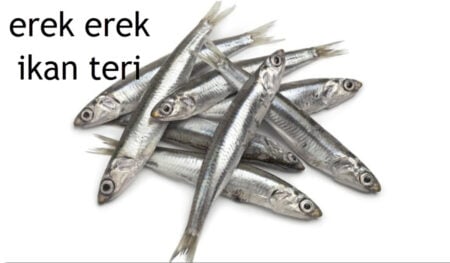 erek erek ikan teri