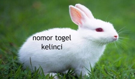 nomor togel kelinci_1